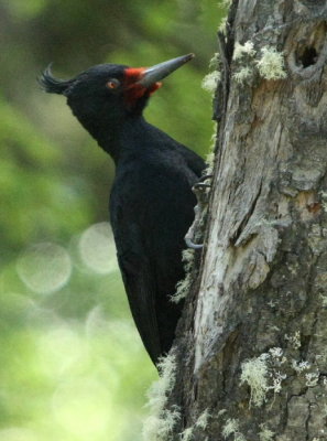 Magellanic Woodpecker honan var med hannen