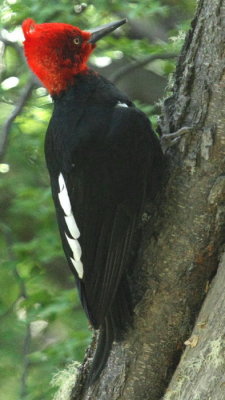 En Magellanic Woodpecker hane hll till i skogen bakom turistcentret