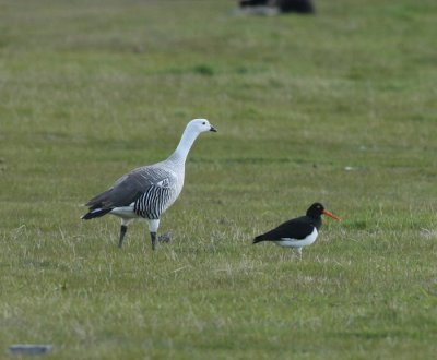 Upland Goose hane och Magellanic Oystercatcher