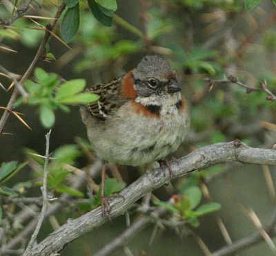 Rufous-Collared Sparrow fanns ocks hr
