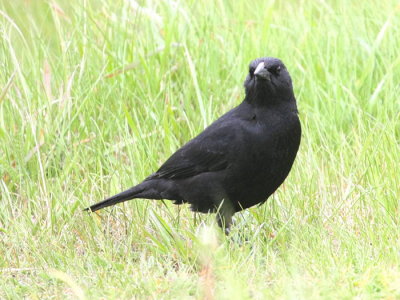 Austral Blackbird ser ut som en Koltrast