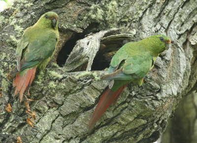 Dessa papegojor, Austral Parakeet, fick Helen syn p