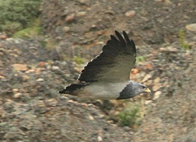 Black-Chested Buzzard-Eagle flg ver vgen