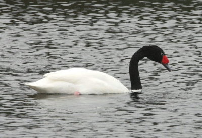 Black-Necked Swan, mycket vacker