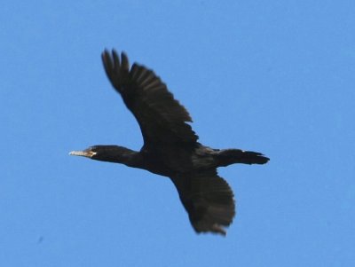 Neotropic Cormorant kom flygande i hamnen