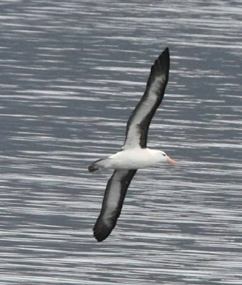 Svartbrynt Albatross hade svrt att lyfta d det var vindstilla