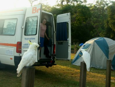 Morgonen p campingen s kommer 3 ex Sulphur-crested Cockatoo