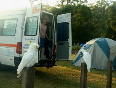 Morgonen på campingen så kommer 3 ex Sulphur-crested Cockatoo