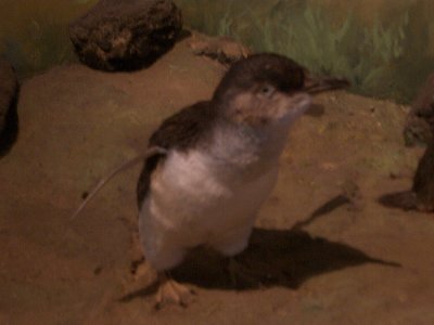 En uppstoppad pingvin var det enda vi fick fotografera