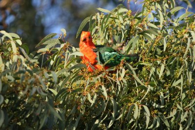 Australian King Parrot, male sg vi p campingen