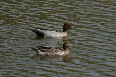 Maned Duck i Melbourne Royal Botanic Garden
