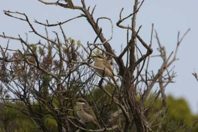 Ett par Singing Honeyeater hll till vid de 12 Apostlarna