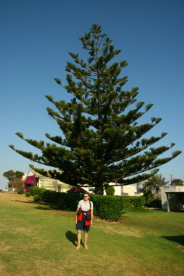 Jttetrd utanfr Beachport Caravan Park