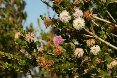 Blommande buskar ocks utanfr campingen