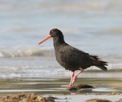 Denna Sooty Oystercatcher var på stranden då vi lämnade campingen