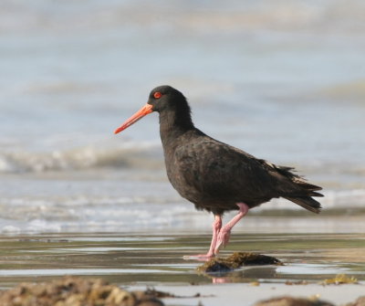 Denna Sooty Oystercatcher var p stranden d vi lmnade campingen