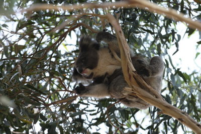 Det fanns Koala p Western K.I. Caravan Park