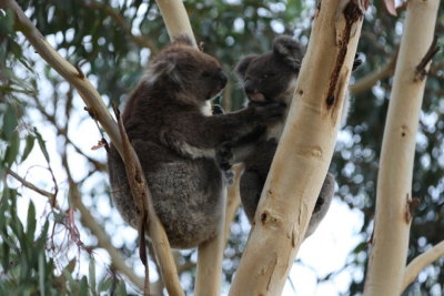 En vuxen Koala med unge