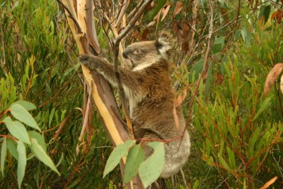 Efter vgen kom pltsligt en vild Koala lunkande