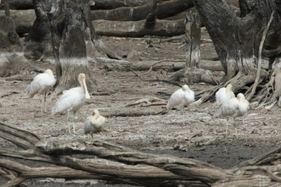 Yellow-billed Spoonbill vid Duck Lagoon