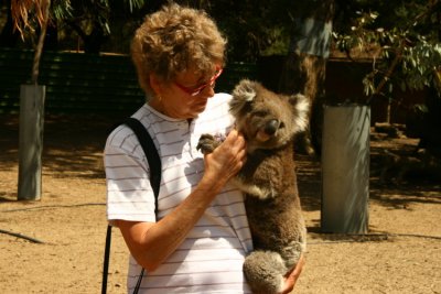 Koala i famnen