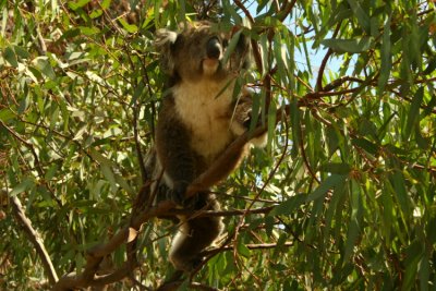 Koalan slpptes upp i trdet efter en stund