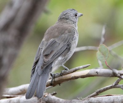 Grey Shrike-thrush