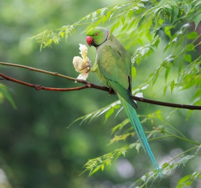 Rose-ringed Parakeet