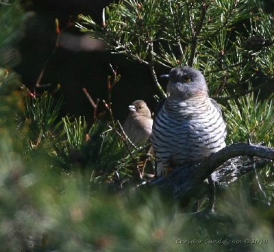 Common Cuckoo