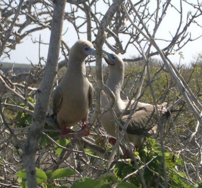 Red-footed Booby websteri