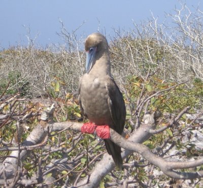 Red-footed Booby websteri