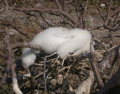 Red-footed Booby websteri, chick