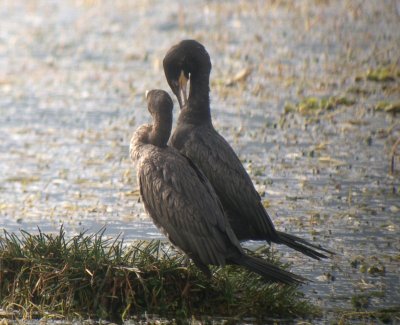 Neotropical Cormorant