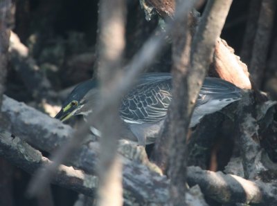 Striated Heron