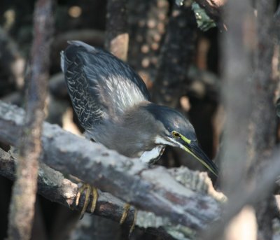 Striated Heron