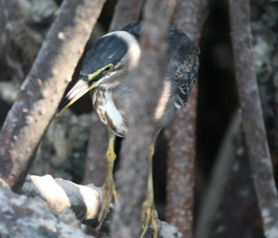 Striated Heron