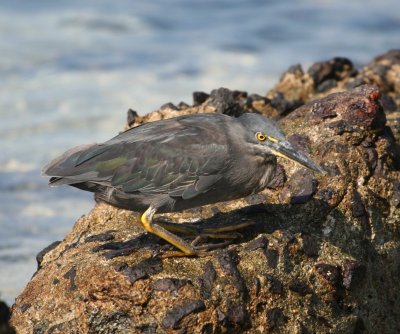 Galpagos Heron