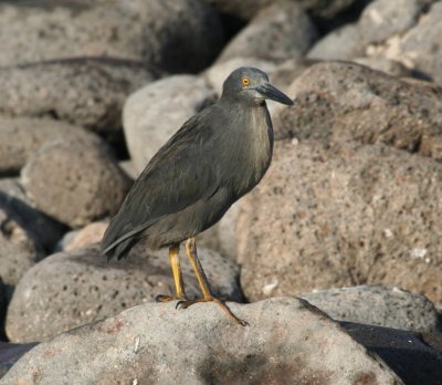 Galpagos Heron