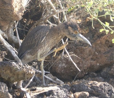 Yellow-crowned Night Heron pauper