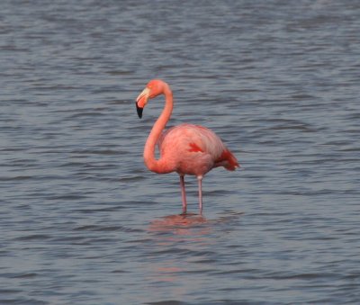 Caribbean Flamingo