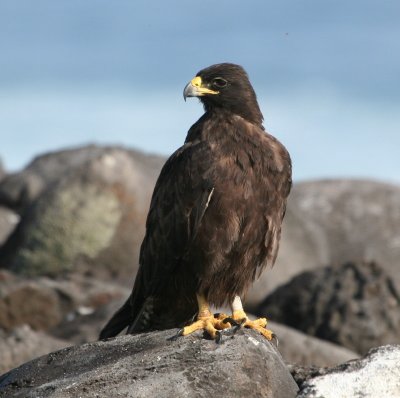 Galpagos Hawk