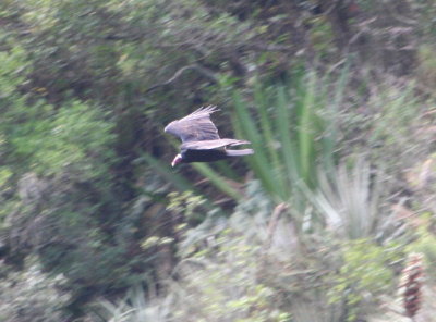 Turkey Vulture