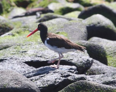 American Oystercatcher galapagensis