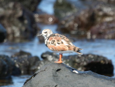 Ruddy Turnstone