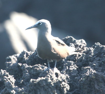 Brown Noddy