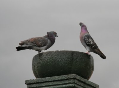 Rock Pigeon livia