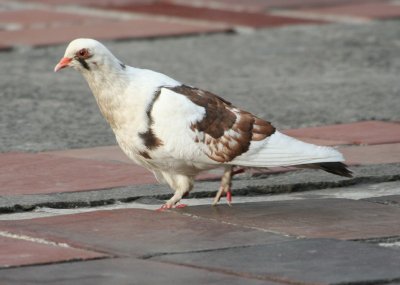 Rock Pigeon livia