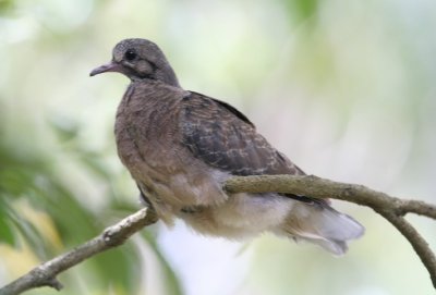 Eared Dove