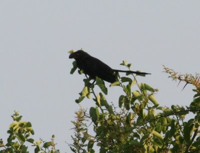 Smooth-billed Ani