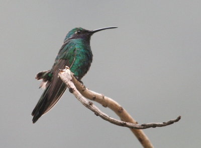 Green Violetear